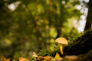 Paddenstoelen - Fotografie Krist