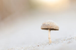 Paddenstoelen - Fotografie Krist