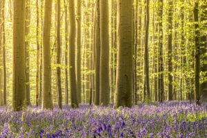 Bluebells in the Magic Hallerforrest - Fotografie Krist