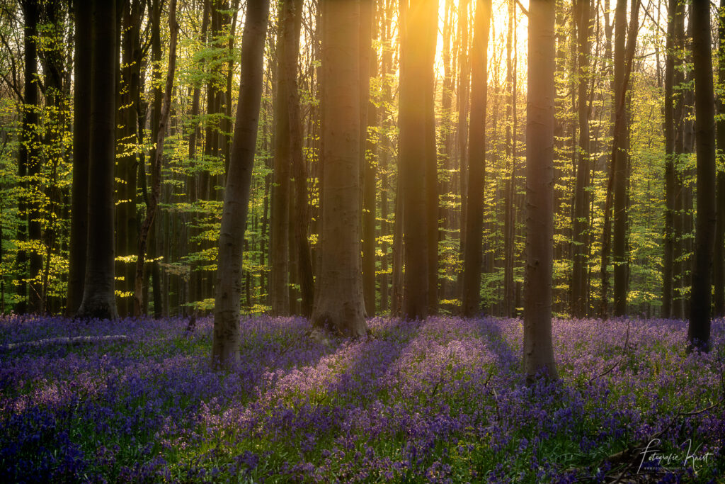 Hallerbos