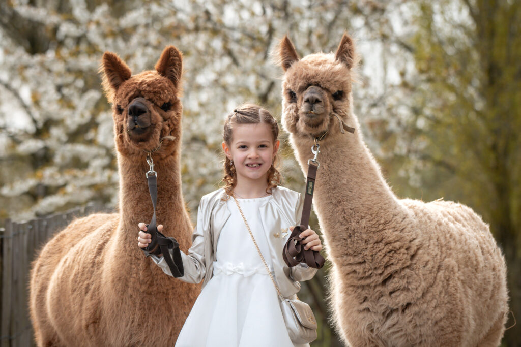 Communiesessies op de Alpaca Boerderij